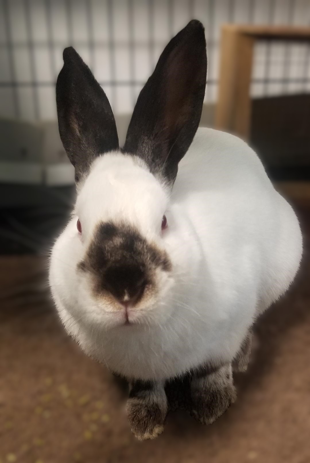 Cali is a large female adult Californian rabbit found as a stray under a car. She was happily rescued and enjoys the comforts and safety of indoor accommodations. She has the true Californian temperament of being docile, calm and friendly. She's also playful and was obviously well socialized. Cali can either be a first time bunny for a family or a companion pet for an experienced rabbit lover. Either way, she's waiting. Small Animal Adoption applications are available to download at wvhumane.org or call 845-986-2473 for more information.