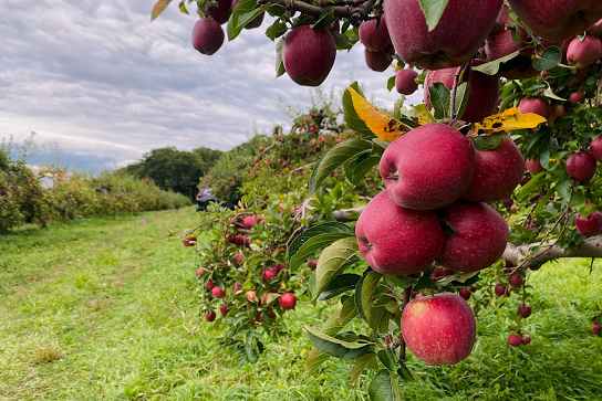 Maskers Orchard, Warwick NY