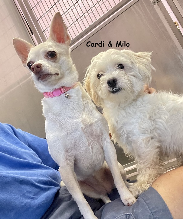 Cardi & Milo are a bonded pair of little dogs who became "too much" to care for. Cardi is a 5 year old blonde, female Chihuahua and Milo is a 2 year old white male Shih Tzu mix. Cardi jumps through hoops and sits on shoulders and Milo likes laps. Both are good with other animals including chickens, and are friendly with respectful children. A calm, attention giving home is their best match. Adoption applications are available at wvhumane.org or call 845-986-2473 for more information.